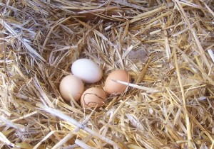 Cleaning Your Chickens Eggs